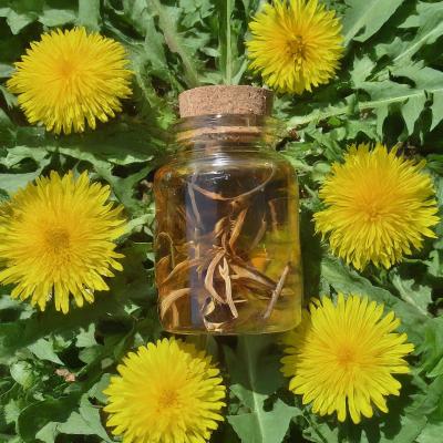 China Food Grade 4:1 5:1 10:1 Herbal Extract Dandelion Root Powder 10% Flavonols for sale