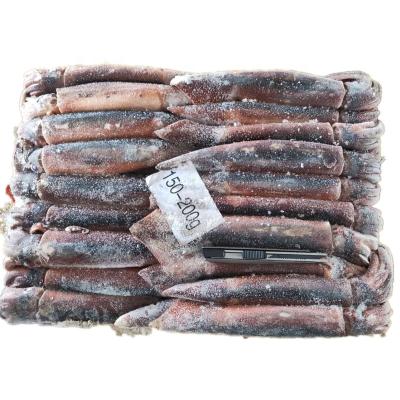 China nutritious whole round seafrozen illex squid argentina for bait squid for sale