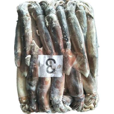 China Illex Nutritious Good Quality Frozen Sea Squid Sea Illex Squid Whole Around All Size for sale