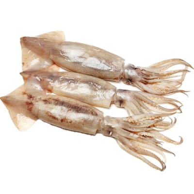 China Todarodes Pacificus Squid Nutritious Frozen Japan Squid for sale