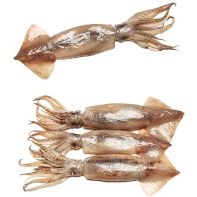 China Calamari Todarodes Pacificus Squid Nutritious Frozen Japan Squid for sale