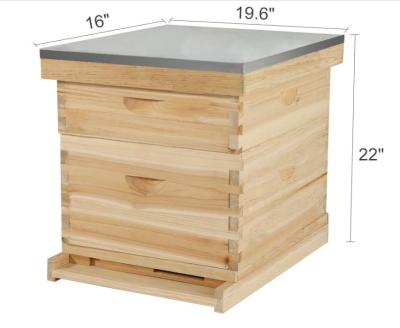 China Beekeeping equipment wood 10 frames/8 frame Langstroth Beehive /bee hive Box for sale for sale