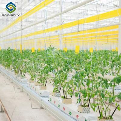 China Galvanized Frame Single Span Tunnel Greenhouse Plastic Shed For  Vegetables for sale