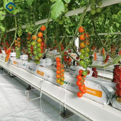 China Tomato Plant Greenhouse Film Greenhouse With Hydroponic Culture Soilless Cultivation for sale