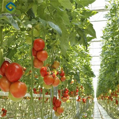 China Commercial Tomato Growing Greenhouse Customized Size Rust Resistant for sale