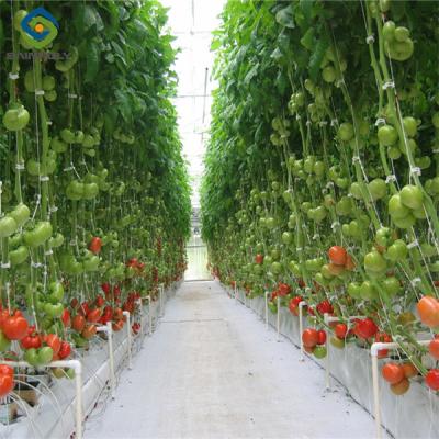 China Sainpoly Tomato Greenhouse Agricultural Greenhouses For Vegetable Production for sale