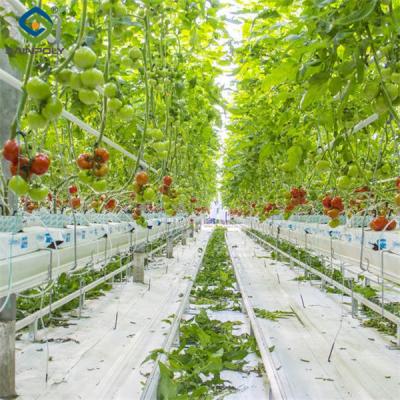 Chine Entreprise de serre intérieure de tomates imperméable à l'eau à vendre avec assemblage de système hydroponique Serre nécessaire à vendre