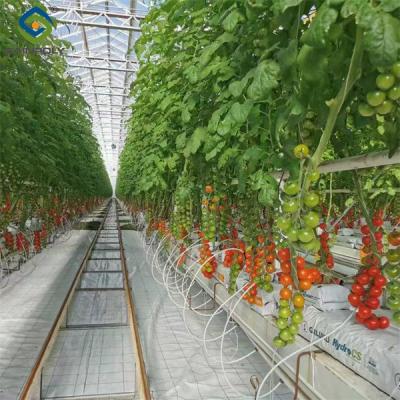 China Agriculture Cherry Tomato Greenhouse Vegetables Greenhouse Anti Corrosion for sale