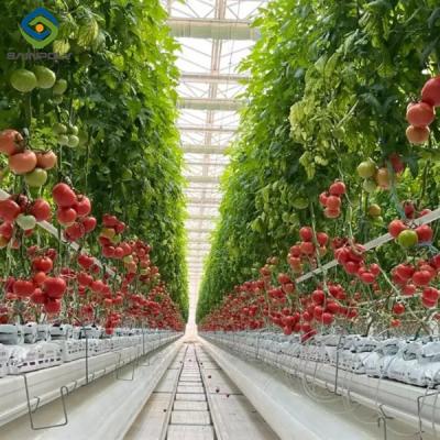 China Customized Commercial Tomato Greenhouse Multi Span Greenhouse Plants Growing for sale