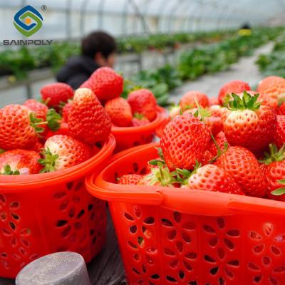 Chine Serre à feuilles de fraises automatisée commerciale Serre à film multi-étendue à vendre