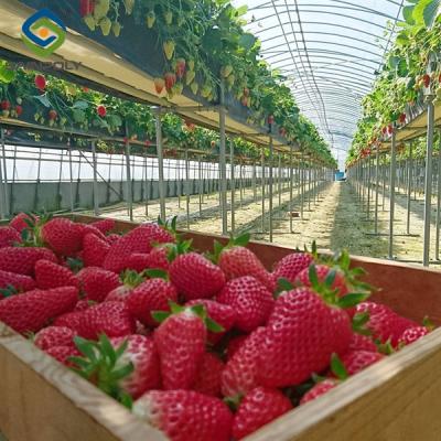 China Invernadero de frutas y verduras con marco de acero para fresas en venta