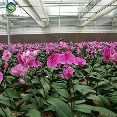 China Indoor Outdoor Use Floral Greenhouse Commercial Green Houses Weather Proof for sale