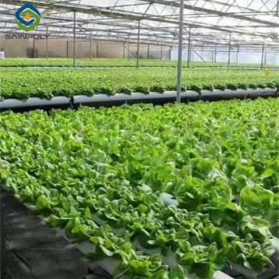 China Vertical Lettuce Greenhouse PC Sheet Greenhouse With Hydroponic System for sale