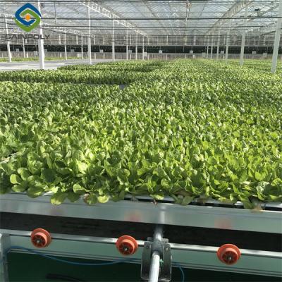 China Commercial Lettuce Farm NFT Greenhouse With Galvanized Frame 1.6-1.8m Height for sale