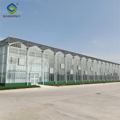 China Steel Frame Dutch Venlo Greenhouse Tempered Glass Greenhouse  For Planting Tomatoes for sale