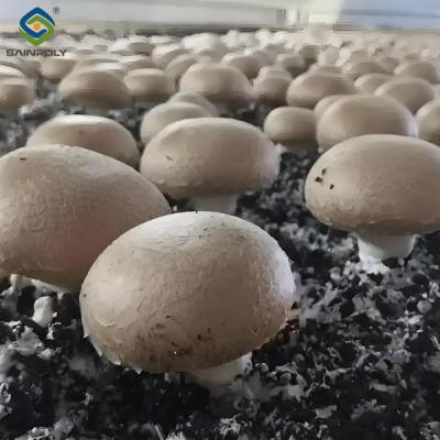 China Single Layer Plastic Blackout Greenhouse Mushroom Farming Greenhouse Good Ventilation for sale