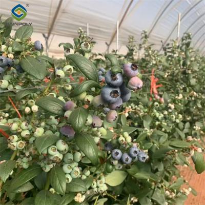 China Concrete Base Custom Blueberries Greenhouse With Irrigation Fertilizer System for sale