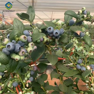 China 4 Season Heavy Duty Commercial Greenhouse For Agricultural Blueberry Farming for sale