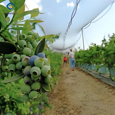 China Personalized Blueberries Greenhouse With Plastic Covering Rainproof for sale