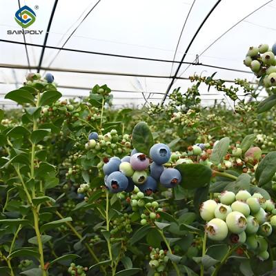 China Multi Span  Blueberry Planting Fruit Growing Greenhouse With Irrigation System for sale