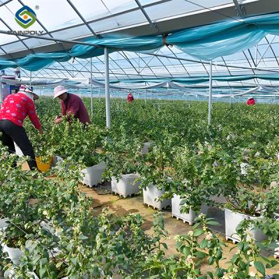 China Professional Structure Agricultural Blueberry Greenhouse Customizable for sale