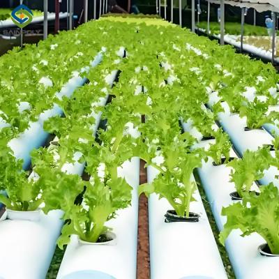 China Double Film Indoor Outdoor Hydroponic Greenhouse Tomato Production for sale