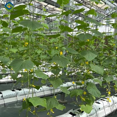 China Steelframe slimme hydroponische kas voor het planten van tomaten en aardbeien Te koop