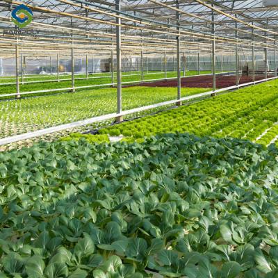 China Vegetable Fruits Growing Farm Hydroponic Greenhouse Vertical / Horizontal NFT for sale