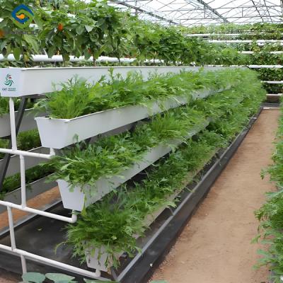 China NFT agrícola Estufas de crescimento vertical Estufas sem solo Multi-Span à venda