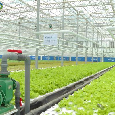 China Customization Commercial Plastic Film Greenhouse For Lettuce Planting for sale