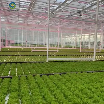 China Large Size Commercial Lettuce Greenhouse With Hydroponic Growing Systems for sale