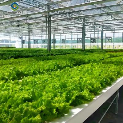 China Lettuce Vegetable Growing Smart Greenhouse Farming Greenhouse With Steel Frame for sale