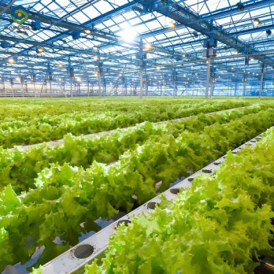 China Lettuce Planting Hydroponic Farming Greenhouse Food Grade PVC NFT System for sale