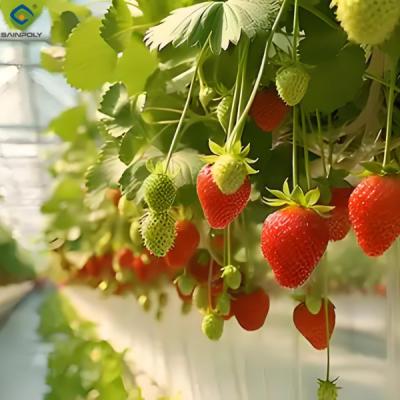 China Low Energy Consumption Strawberry Plant Greenhouse Customized 1.1m Height for sale