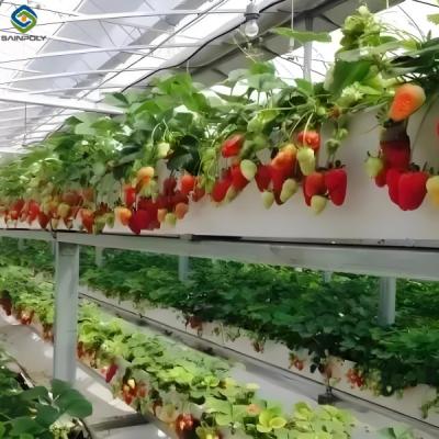 China Strawberry Growth Plastic Film Greenhouse With Hydroponic Growing System for sale