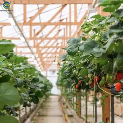 China Galvanized Steel Hydroponics Strawberry Greenhouse Large Size for sale