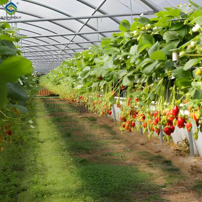 China SAINPOLY Estufas hidropónicas com sistemas de plantação facilmente montados à venda