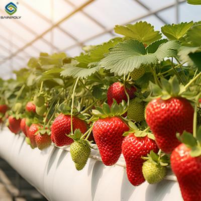 China Multi Span Large Tunnel Greenhouse Strawberry Growing Automatic Greenhouse for sale