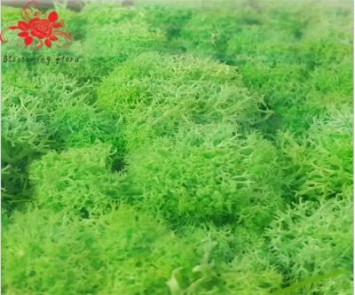 China Soft Touch Preserved Moss Real Fresh Moss For Wall Decoration for sale