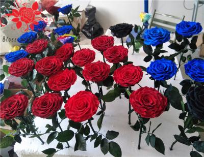 China 10cm Preserved Flower Rose with Stem Long 30cm Real natural fresh roses for sale