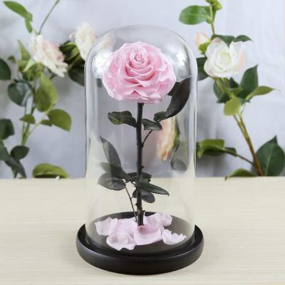 China Real Natural Fresh Big Rose Preserved Flower Preserved Everlasting Real Roses in Glass Dome for Sale for sale