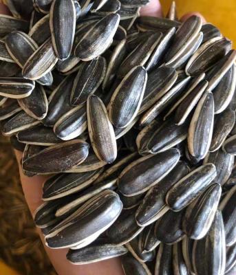 China Chines dried sunflower seeds for human consumption for sale