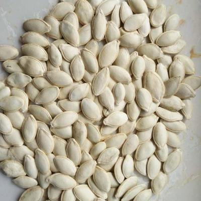 China Inner Mongolian Snow Dry White Pumpkin Seeds for sale