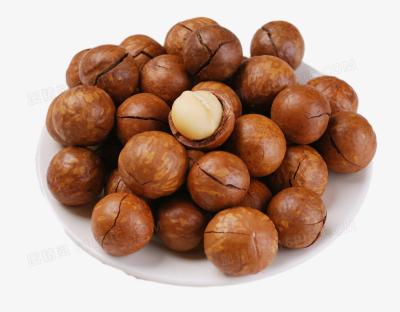 China Dried Raw Organic Chinese Hazelnuts With Shell And Without Shell for sale