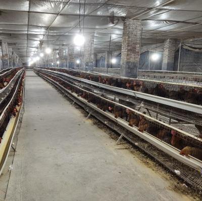 Chine Structure industrielle en acier maison de poulet préfabriquée pour entrepôt dans l'élevage de volailles à vendre