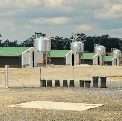 China Estructura de acero Casa de pollo para la cría de aves de corral y almacén de estilo industrial en venta