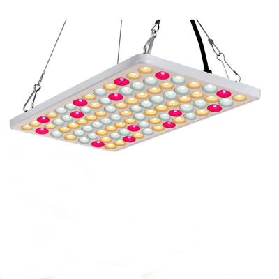 China Seed Starting Dropshipping 600W LED Grow Light 2.5umol 2x2FT Full Spectrum LM281b+ Diode Plant Light Coverage for Seedling, Veg and Flowering for sale