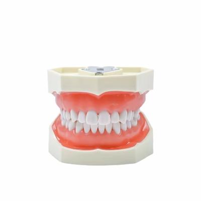 China Dental Study Teeth Model Dental School 28pcs Teeth With Screw Dental Restoration Jaw Model for sale