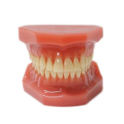 China 11 Modelos de dientes de adultos para la formación de los estudiantes de la práctica dental Modelo ortodóntico estándar en venta