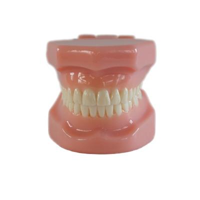 China Dental Tipedont Dentes modelo para la preparación del estudiante dental Ortodoncia práctica modelo en venta